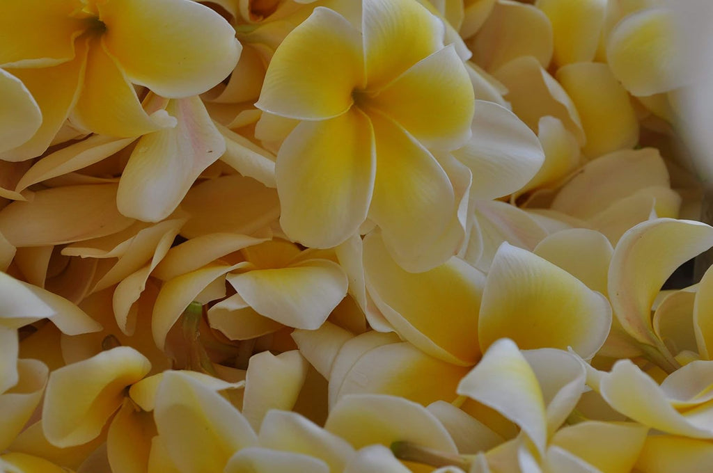 Yellow Plumeria Plant Cutting X652