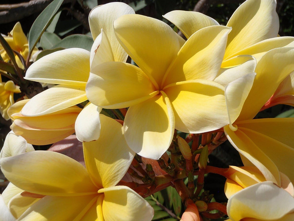 Yellow Plumeria Plant Cutting X652