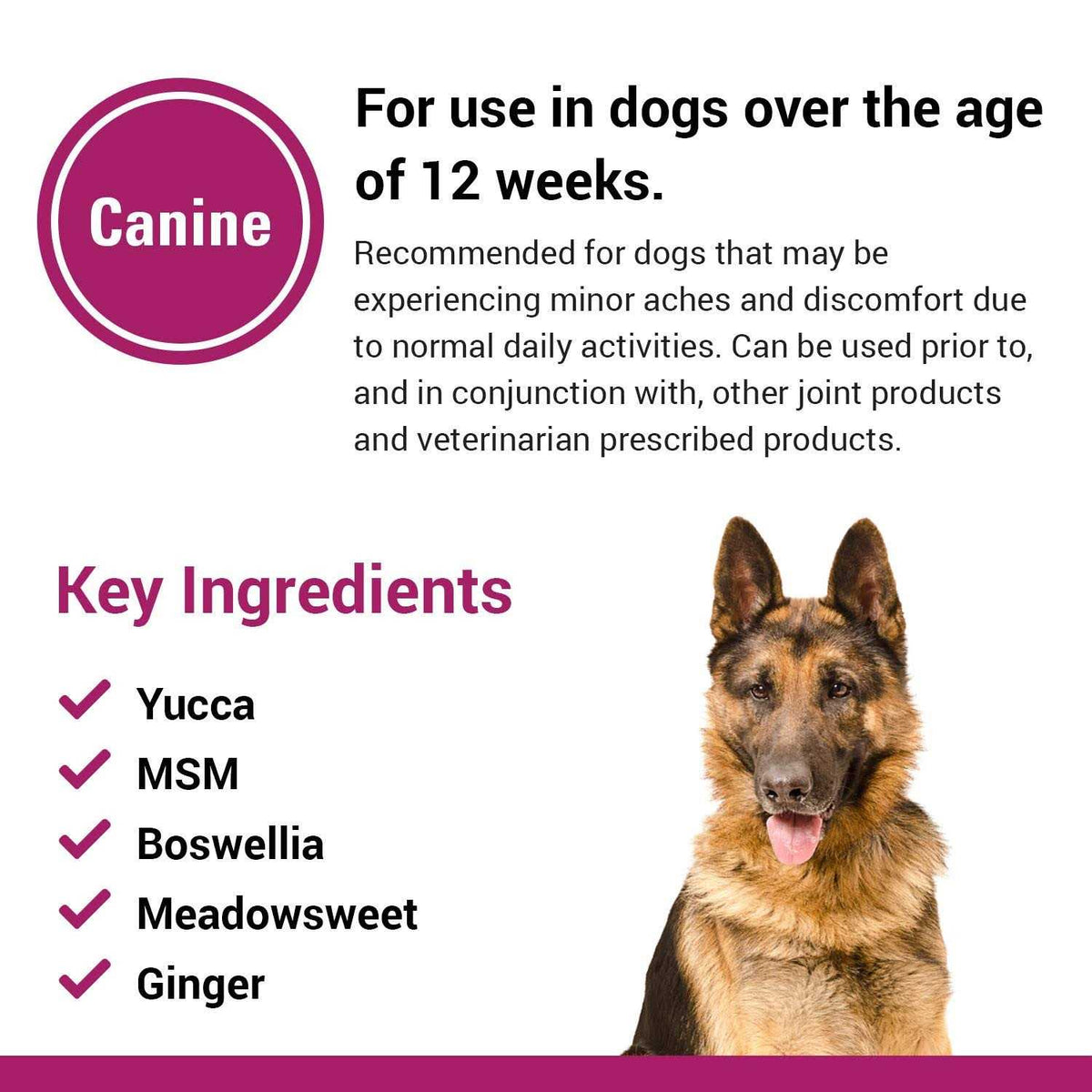 Pain Plus for Dogs I21912