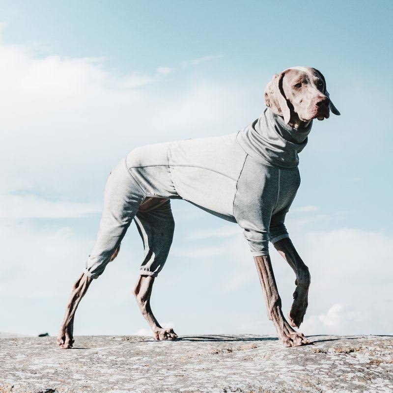 Carbon Grey Dog Body Warmer D5321