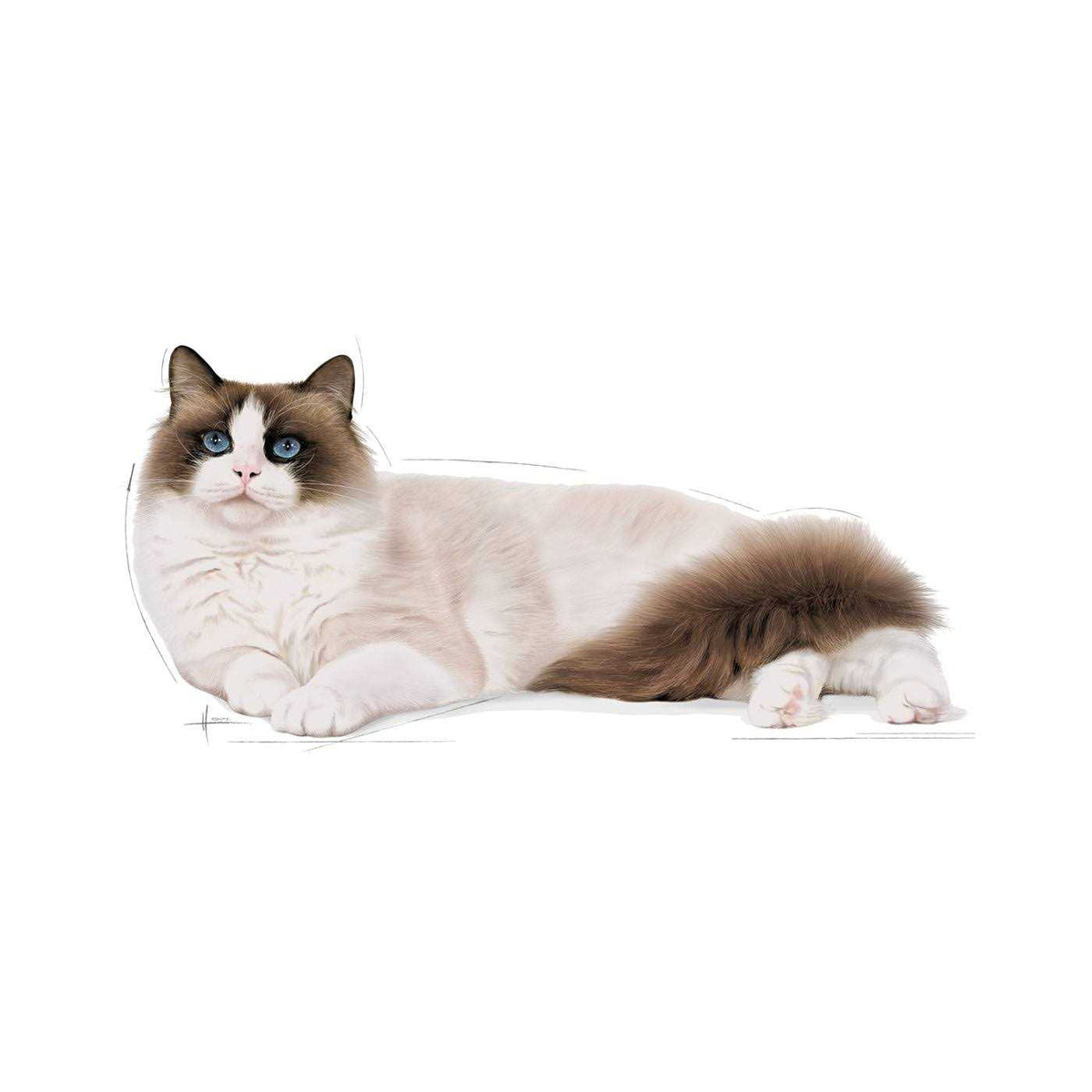 Ragdoll Adult Cat Food B99521