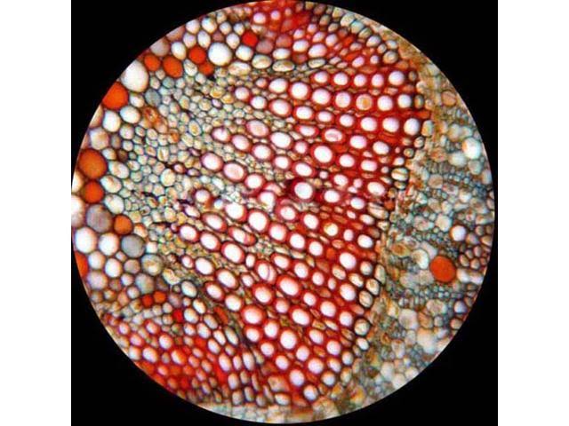 Binocular Biological Compound Microscope 40X-2000X H258468