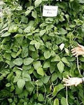 Iron & Clay Cowpeas - 50 Lbs. X2050