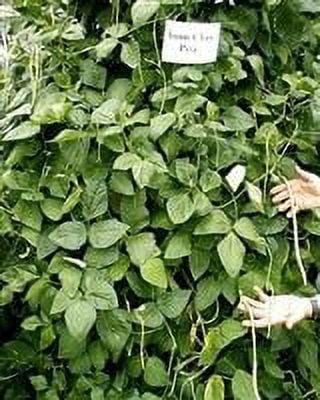 Iron & Clay Cowpeas - 50 Lbs. X2050