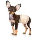 Soft Disposable Male Dog Diapers L557