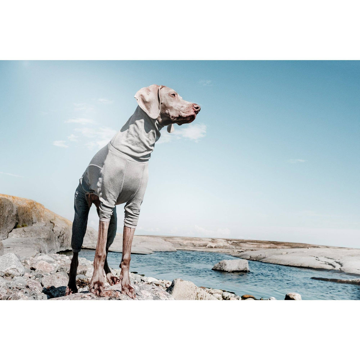 Carbon Grey Dog Body Warmer D5321