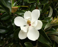Southern Magnolia Tree K8050