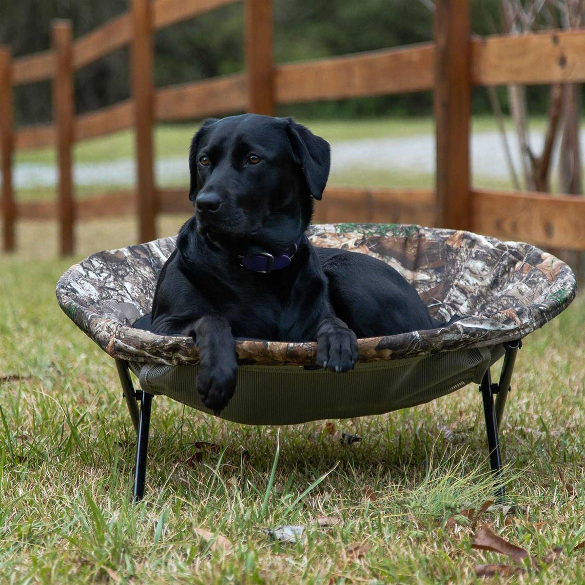 Elevated Pet Cot R2801