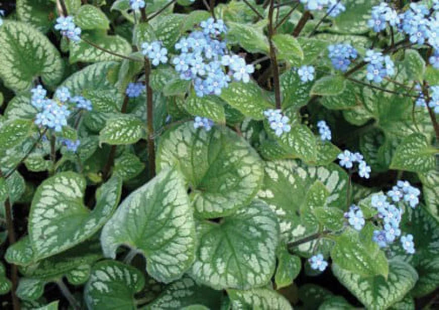 Shade Perennial H84750