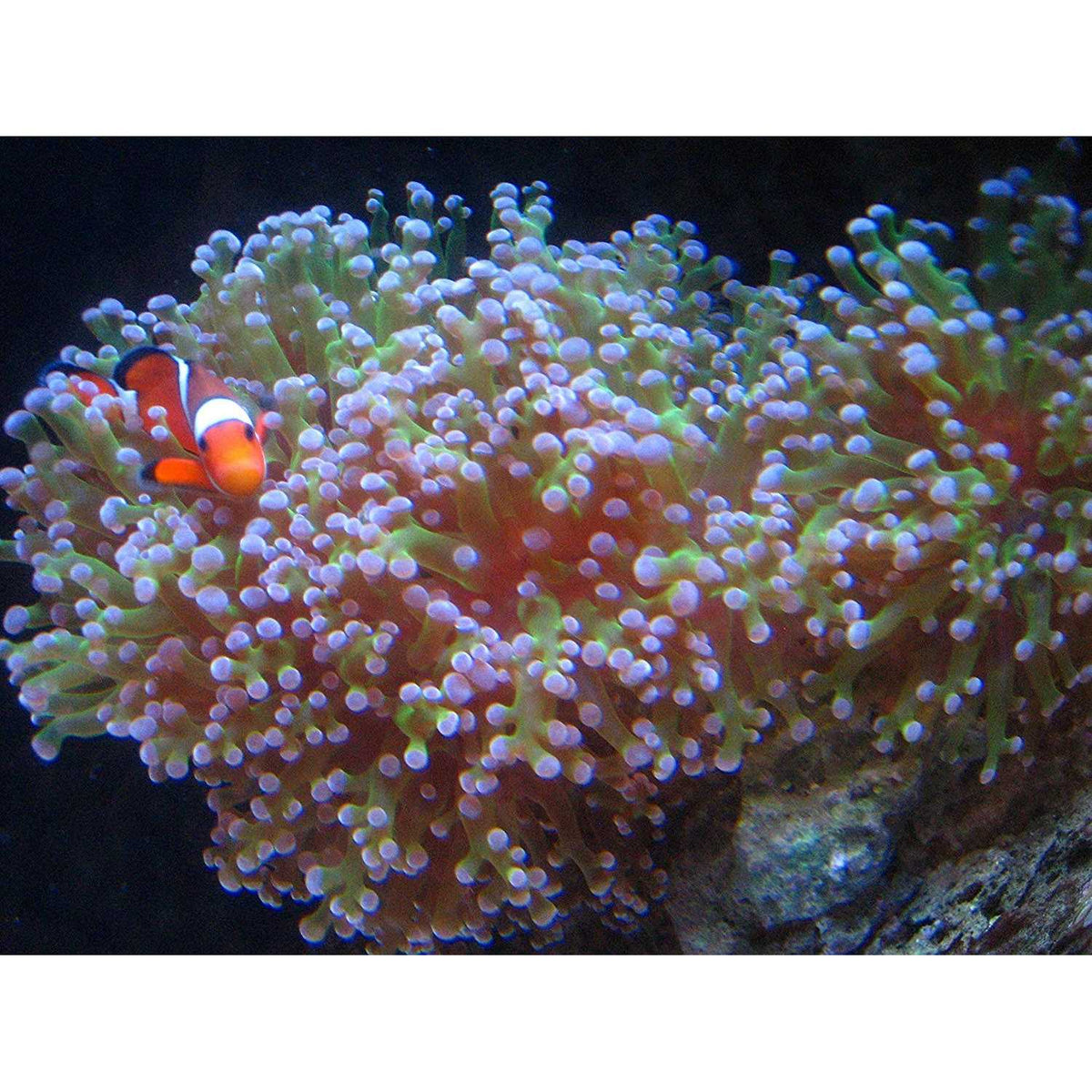 Activated Carbon 5 Gallon Y3614