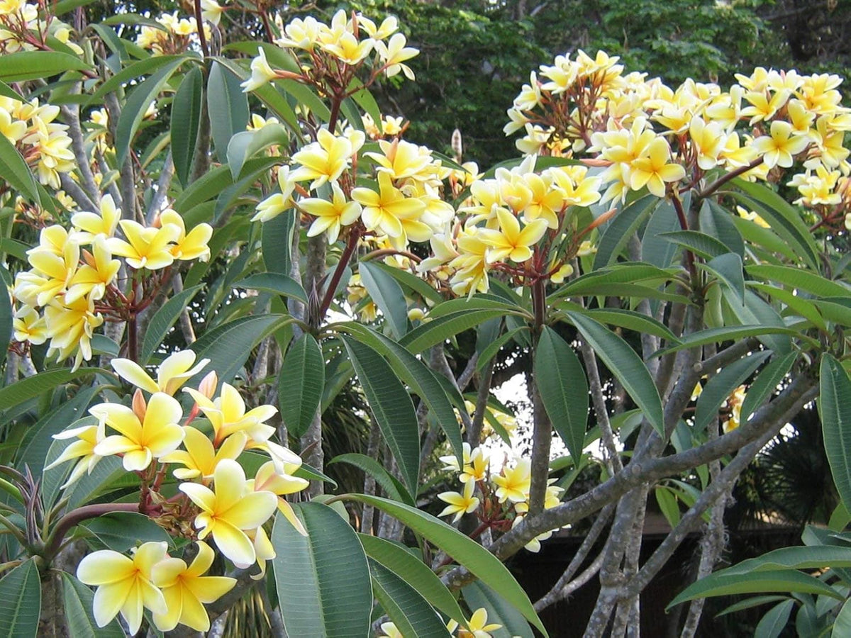 Yellow Plumeria Plant Cutting X652