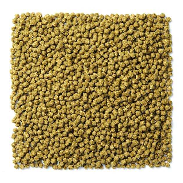 Green Pigeon Bird Food P863