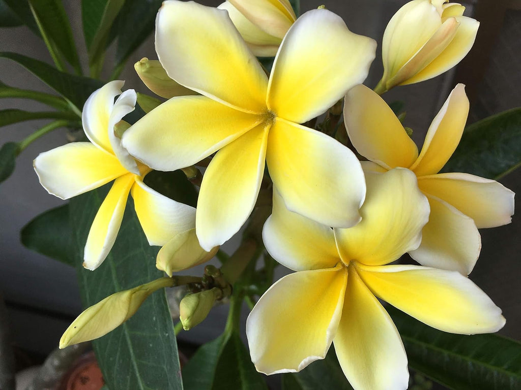 Yellow Plumeria Plant Cutting X652