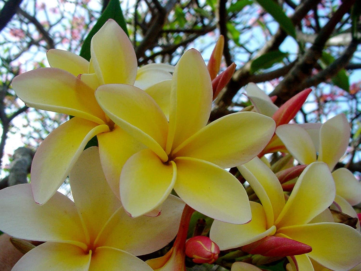 Yellow Plumeria Plant Cutting X652