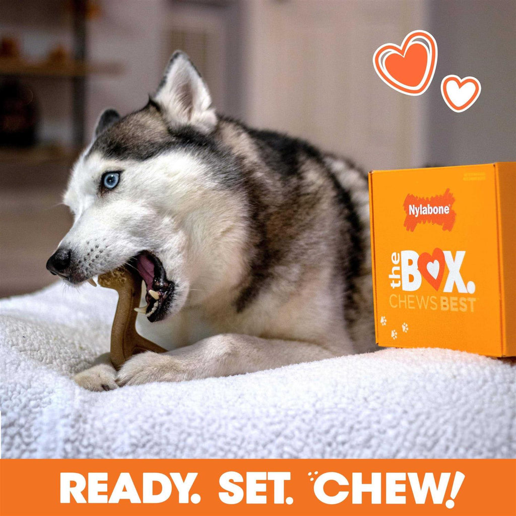 Chew Toy & Treat Gift Box L167486