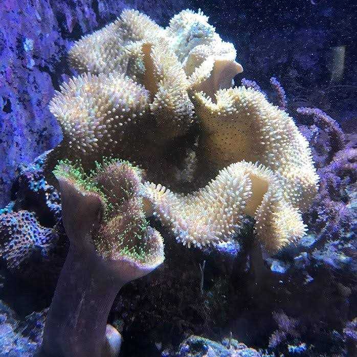 Reef Phytoplankton F137